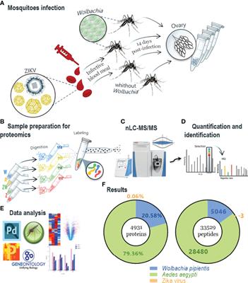 Interspecies Isobaric Labeling-Based Quantitative Proteomics Reveals Protein Changes in the Ovary of Aedes aegypti Coinfected With ZIKV and Wolbachia